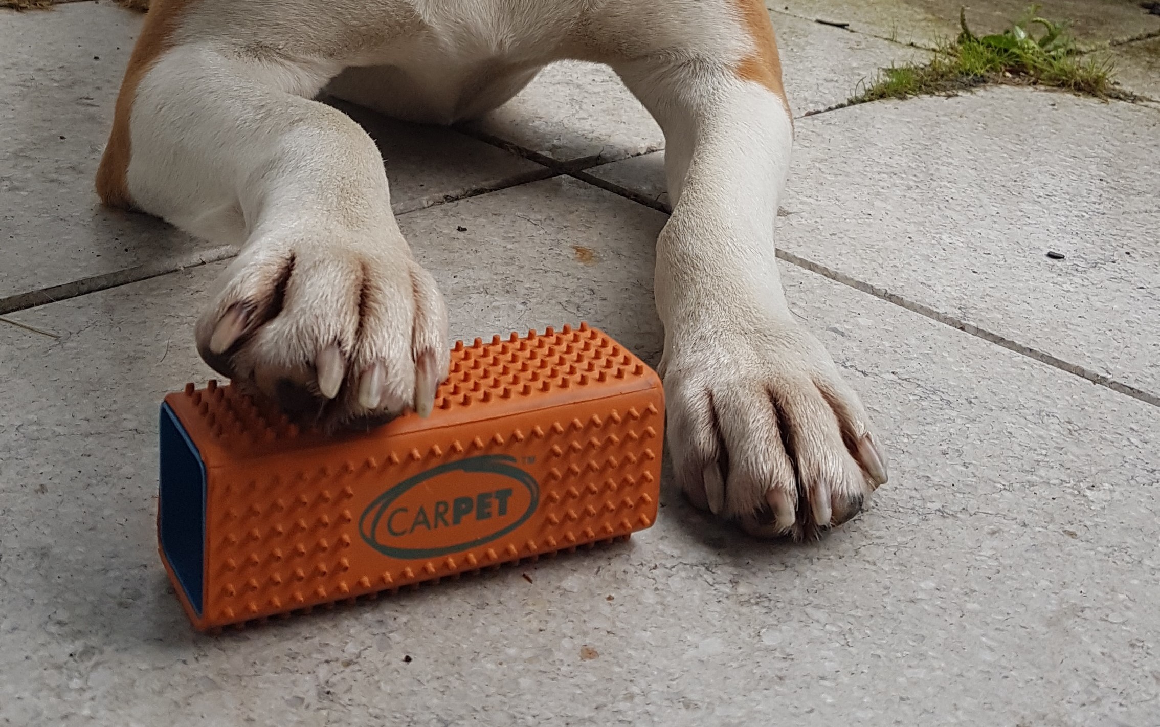 Testbericht: Tierhaarentferner „Tidy“