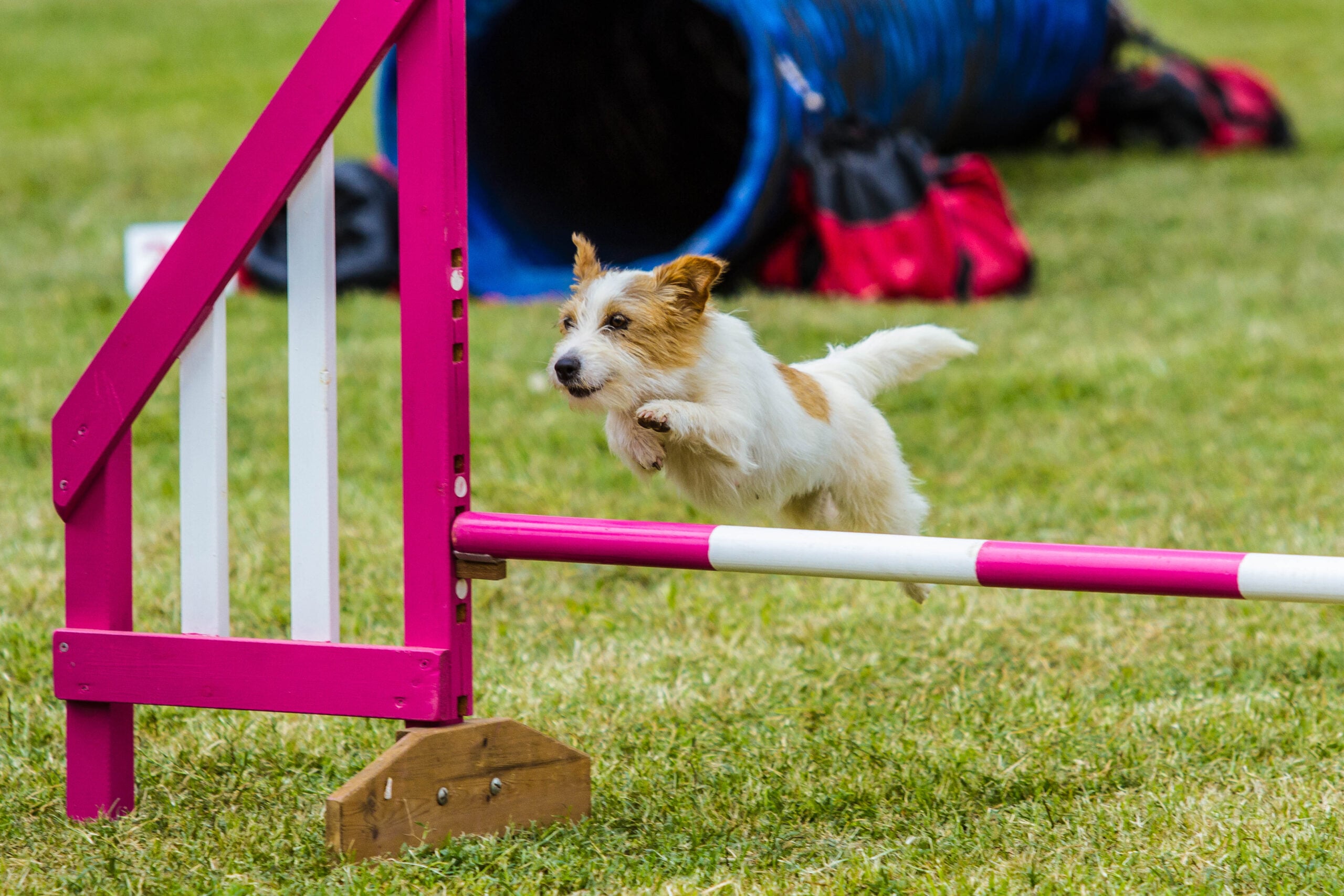 Jack Russel Terrier beim Agility