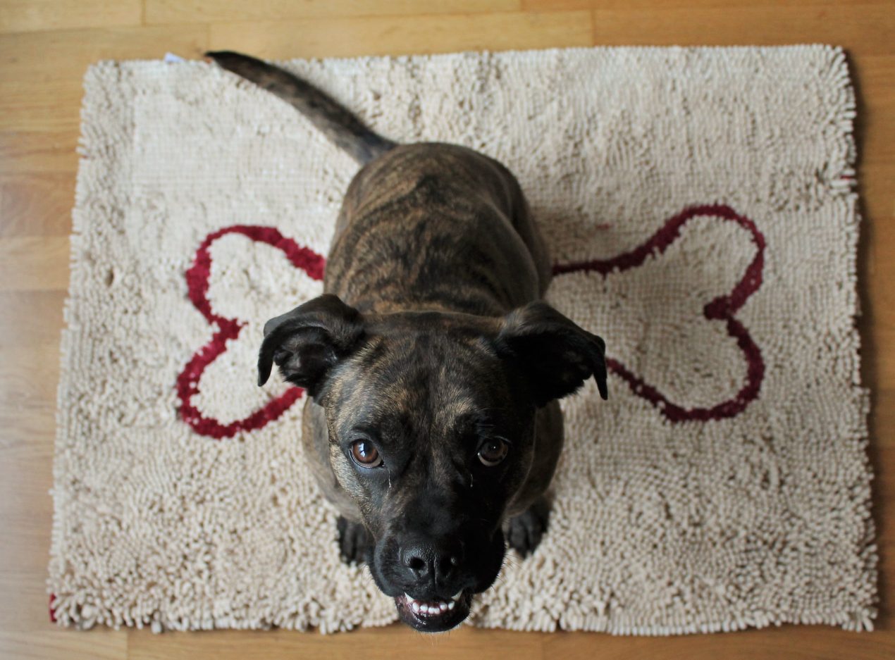 Testbericht Wolters Dirty Dog Doormat