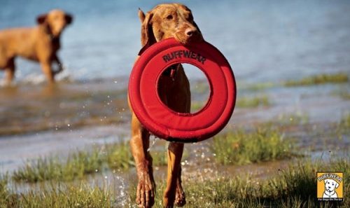 Tipps & Tricks Ausflug zum Badesee mit Hund
