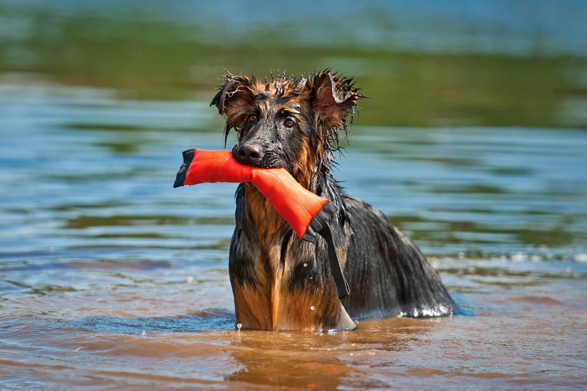 Sind am Cospudener See Hunde erlaubt?