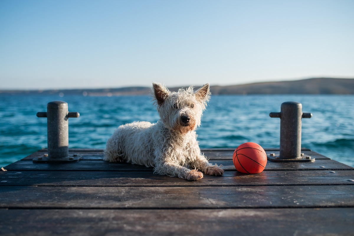 alsa hunde