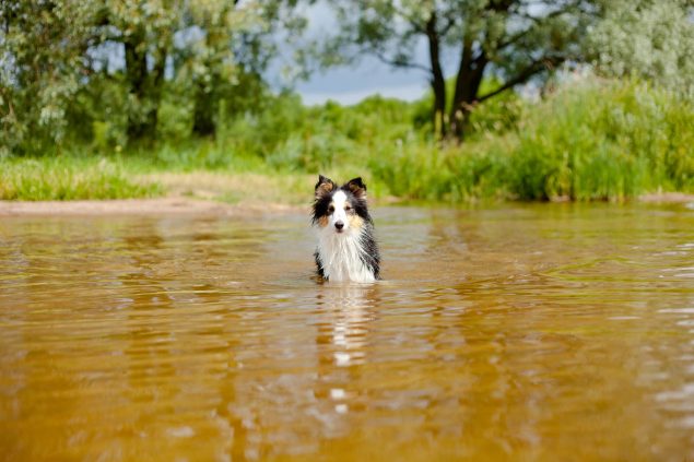 Badesee mit Hund