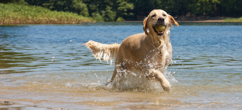 Tipps & Tricks Ausflug zum Badesee mit Hund