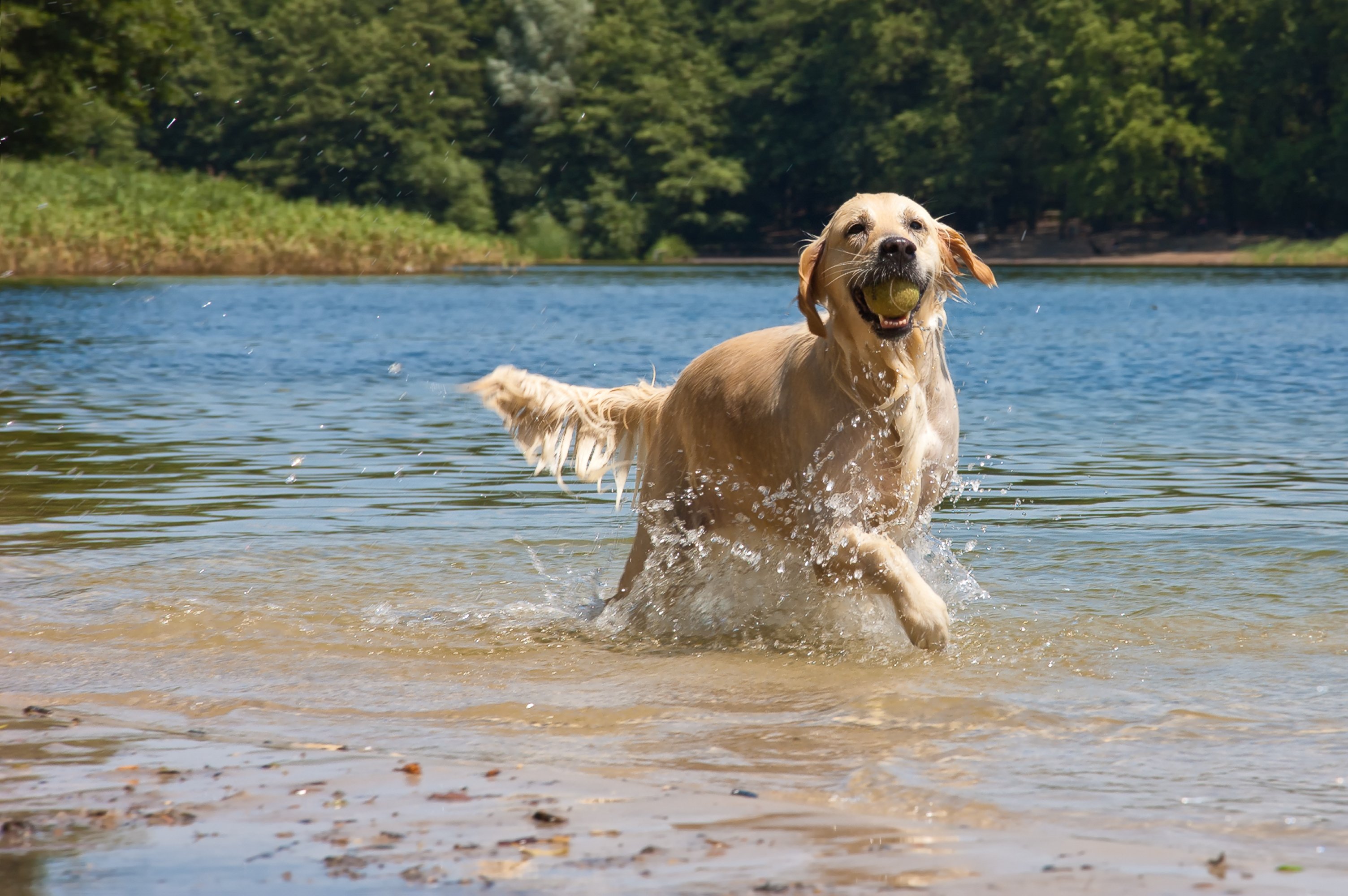 Tipps & Tricks Ausflug zum Badesee mit Hund