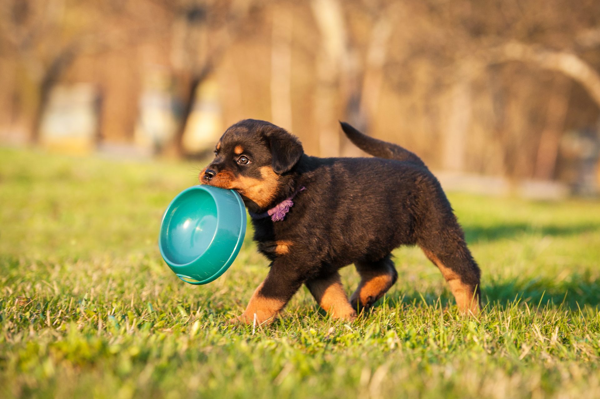 Kostenloses Hundefutter