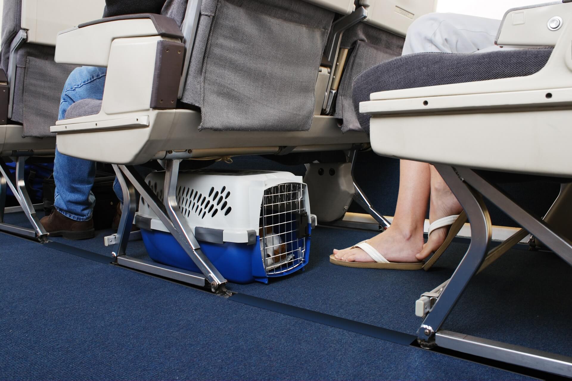 Fliegen Hund: Tipps eine entspannte Reise mit Hund