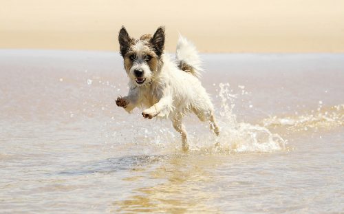 Jack russell Hund springen ein wave am Strand iStock_000060230518_Large-2