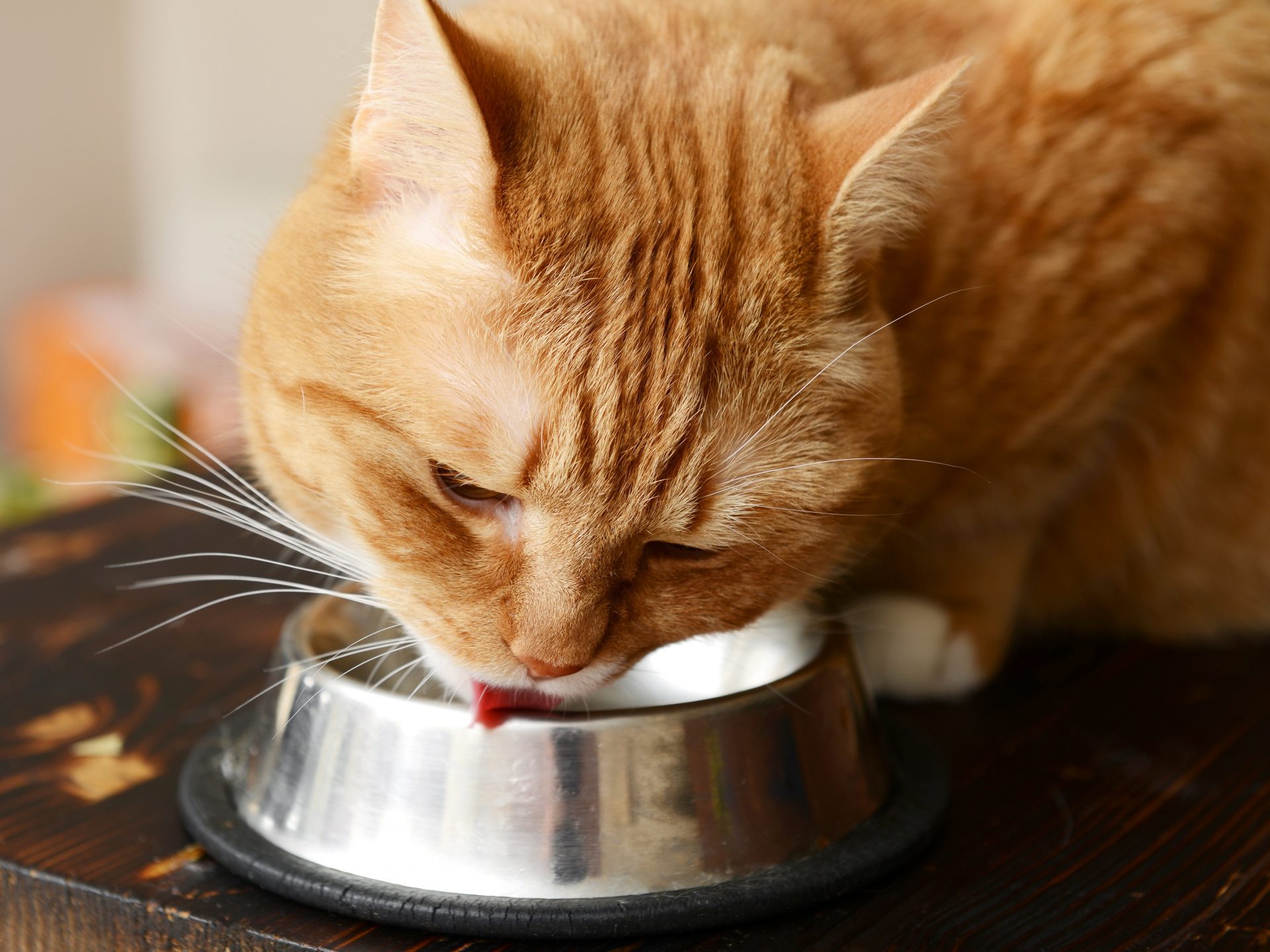 Dürfen Katzen Milch trinken?