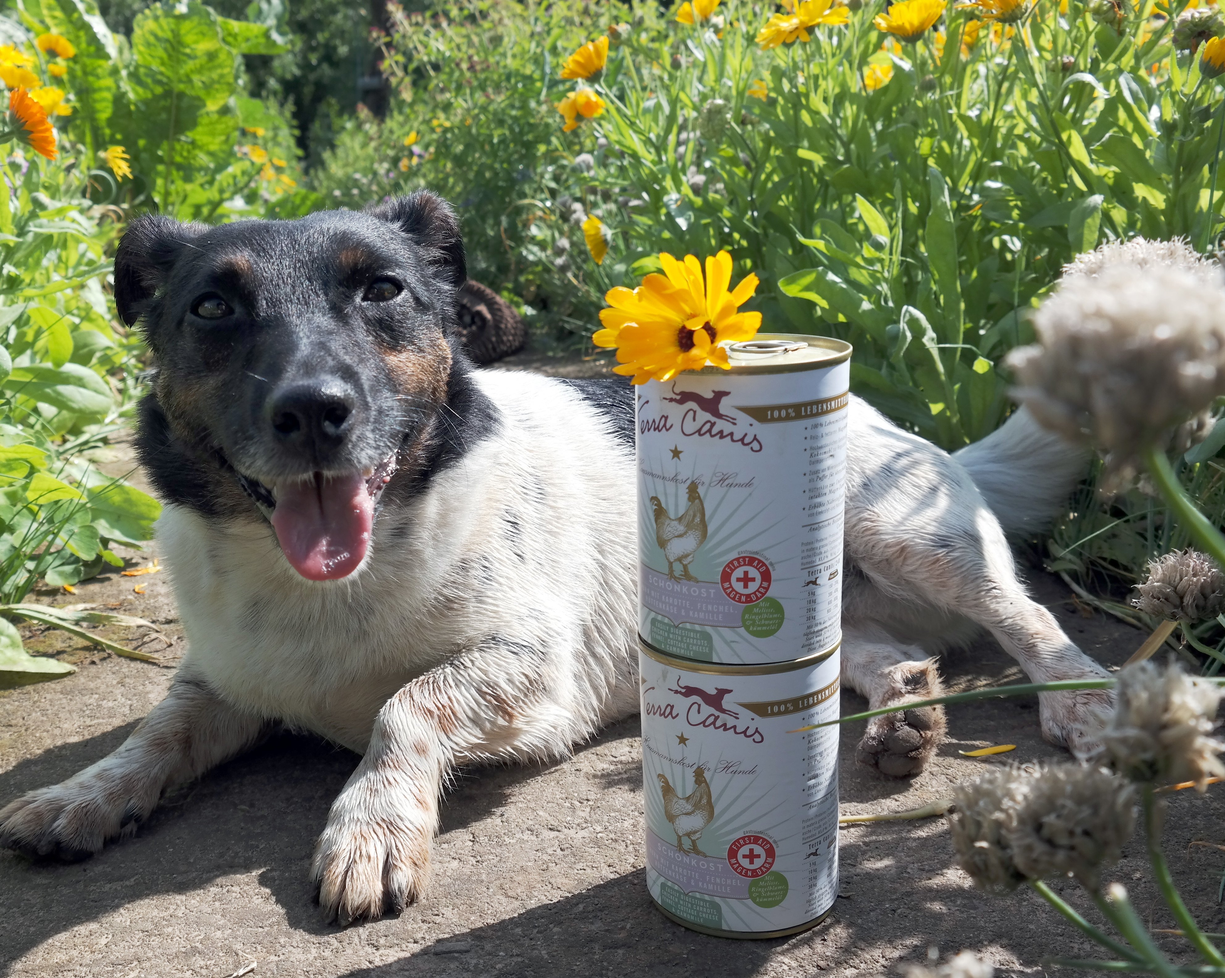 Testbericht First Aid MagenDarmSchonkost von Terra Canis