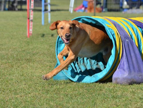 agility_sport_hund_375000832