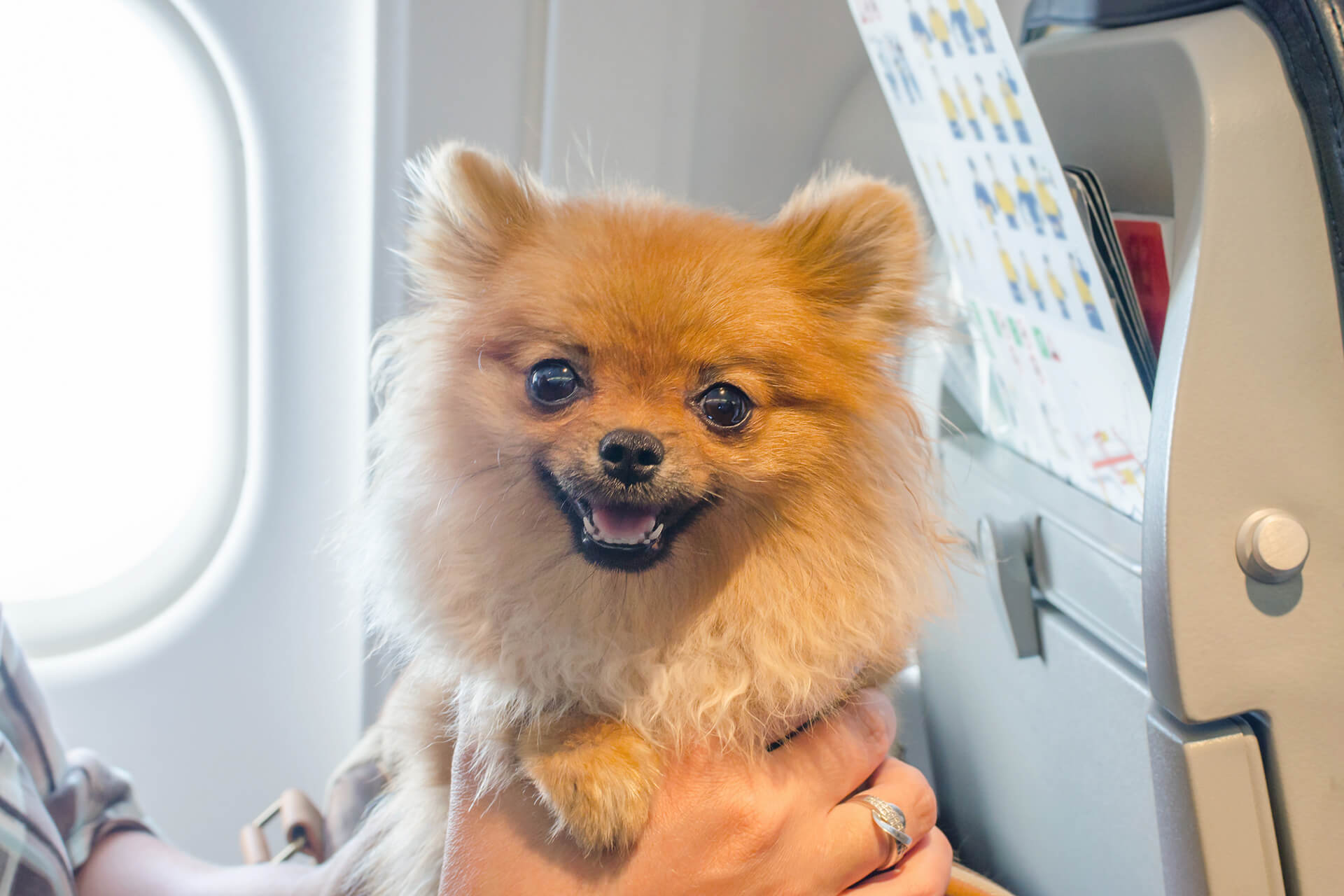 omhyggelig sandhed polet Fliegen mit Hund: Tipps für eine entspannte Reise mit Hund