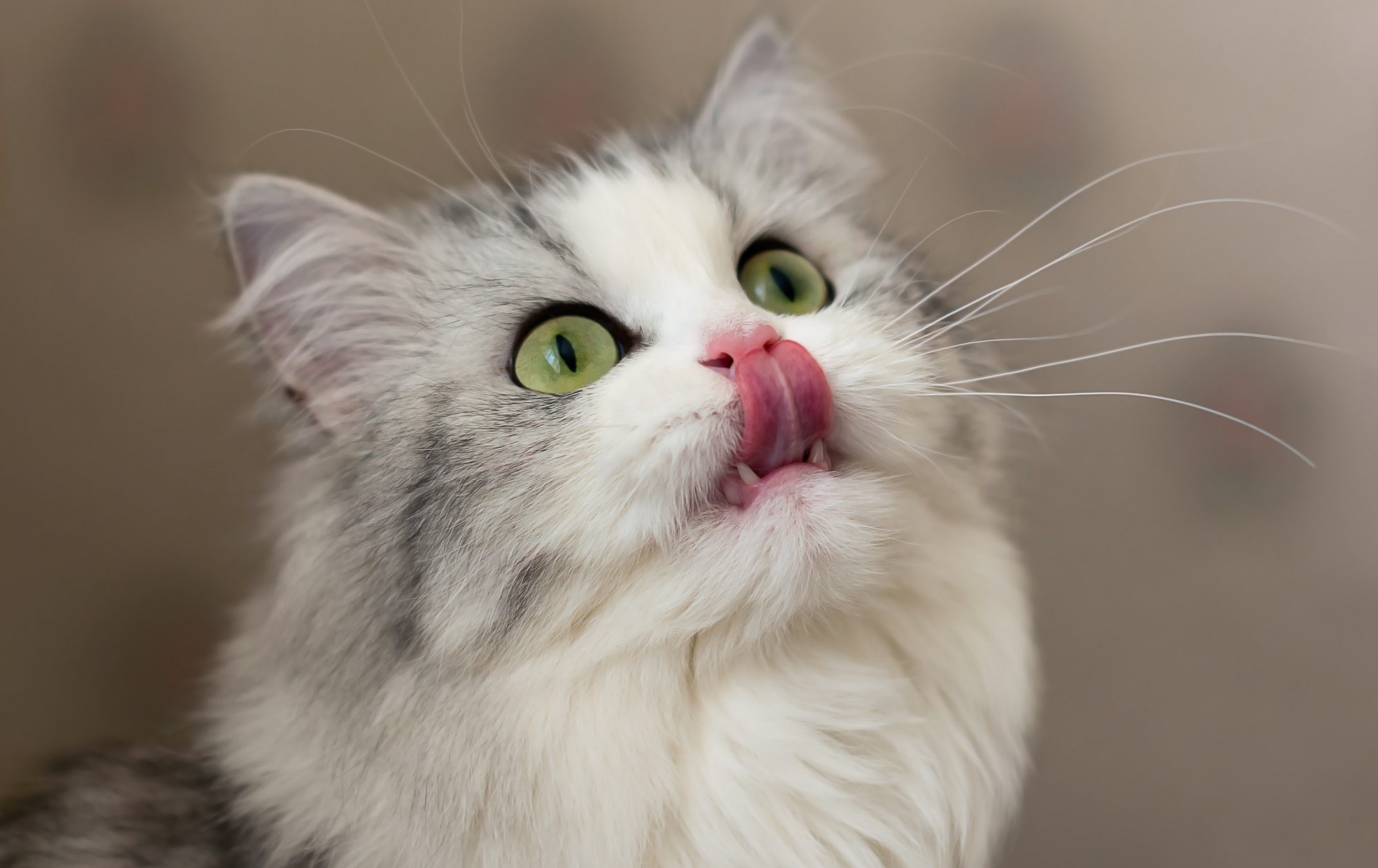 Katzen lieben Milch Katzen lieben Milch