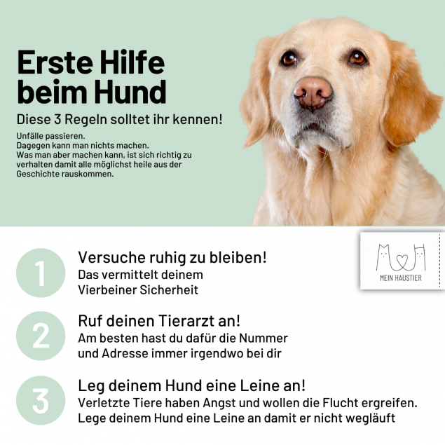 Erste Hilfe beim Hund leisten- Was muss ich im Notfall tun?