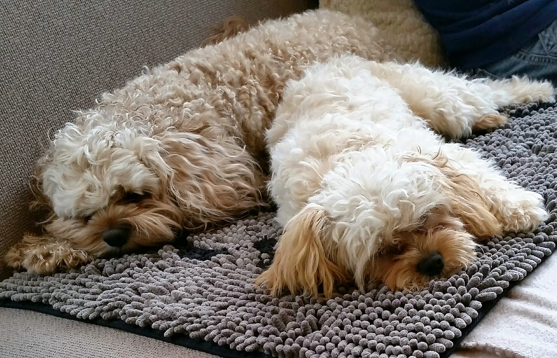 Testbericht Wolters Dirty Dog Doormat