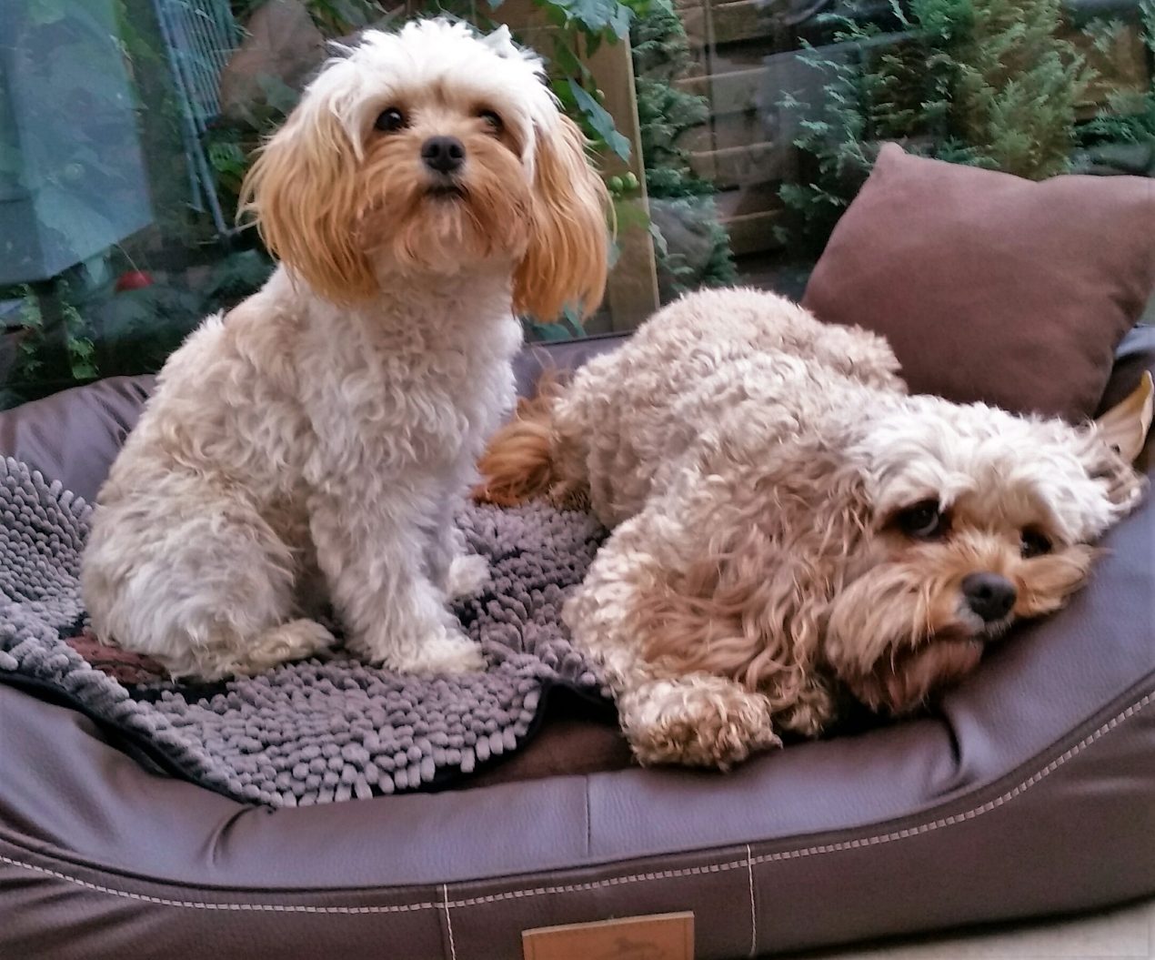 Testbericht Wolters Dirty Dog Doormat