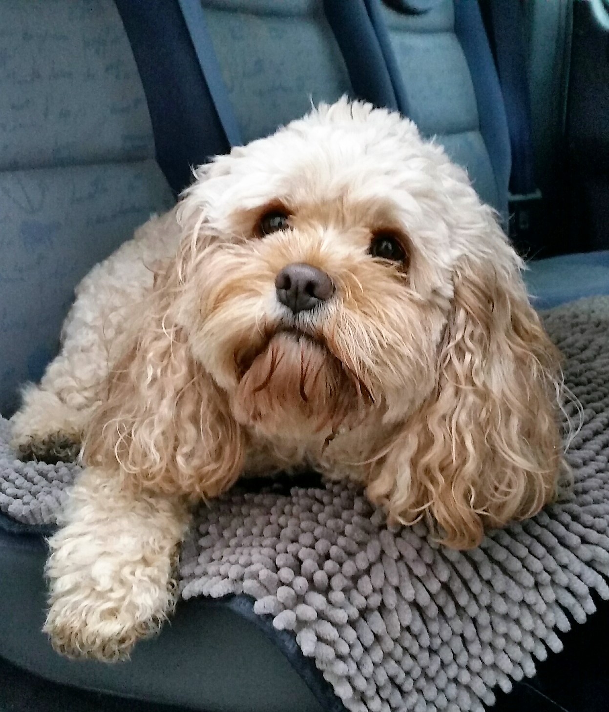 Testbericht Wolters Dirty Dog Doormat