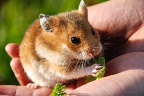 Welches Haustier passt zu mir Welches Haustier passt zu mir