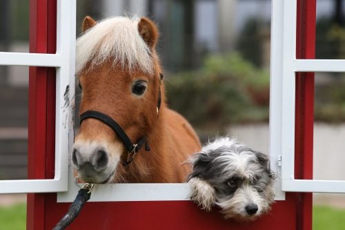 Hund und Pferd