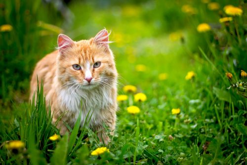 Welches Haustier passt zu mir Welches Haustier passt zu mir