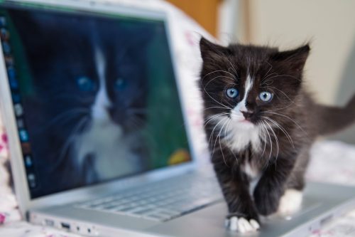 A kitten standing on the laptop that shows her picture.