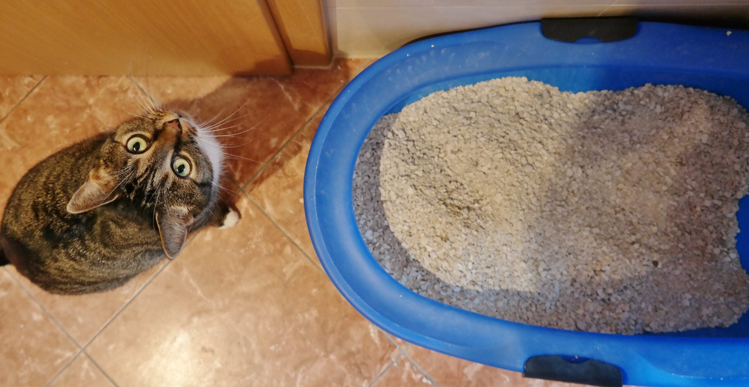 Testbericht: „Berto“ Katzenklomodell von Trixie