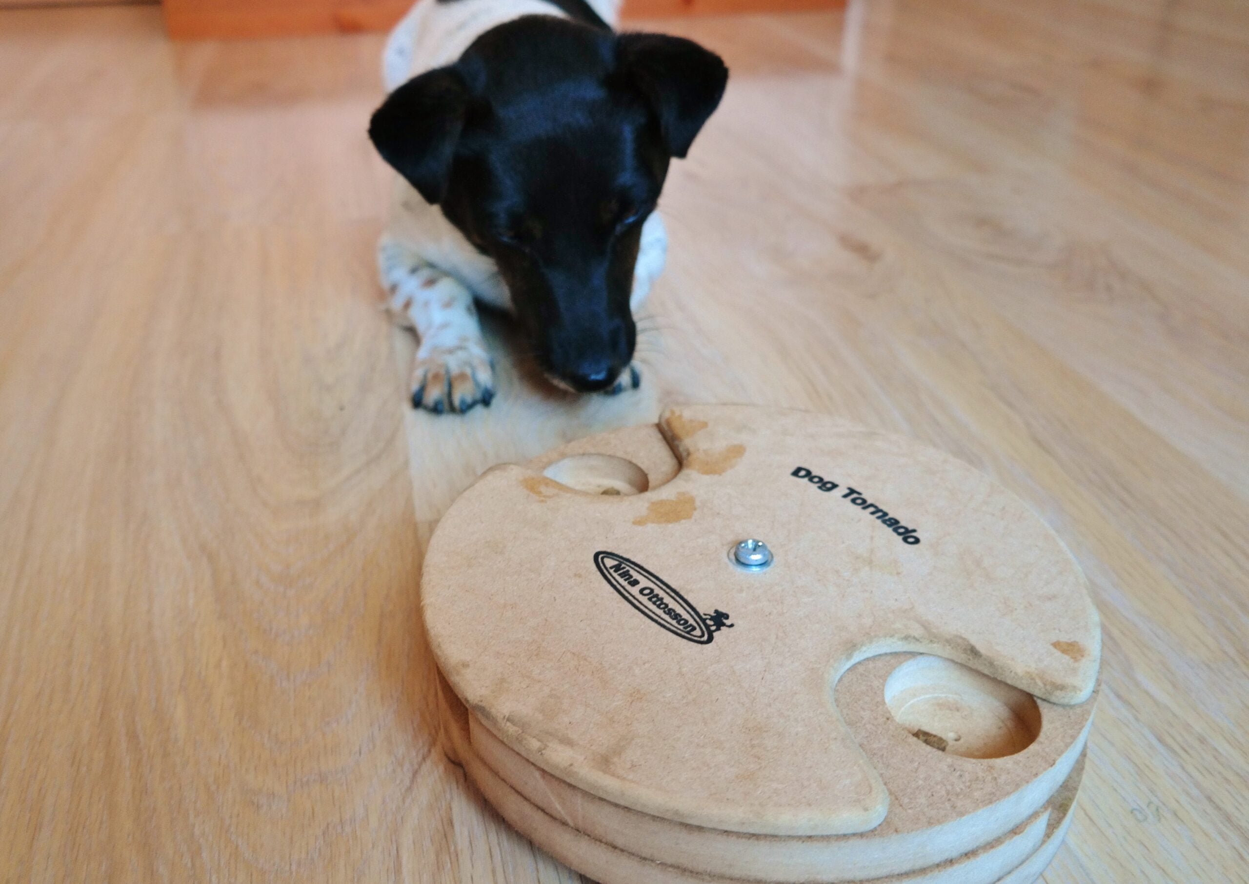 Testbericht: Intelligenzspielzeug Dog Tornado von Nina Ottosson