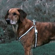 blinkendes-hundegeschirr-reflash-1442436379