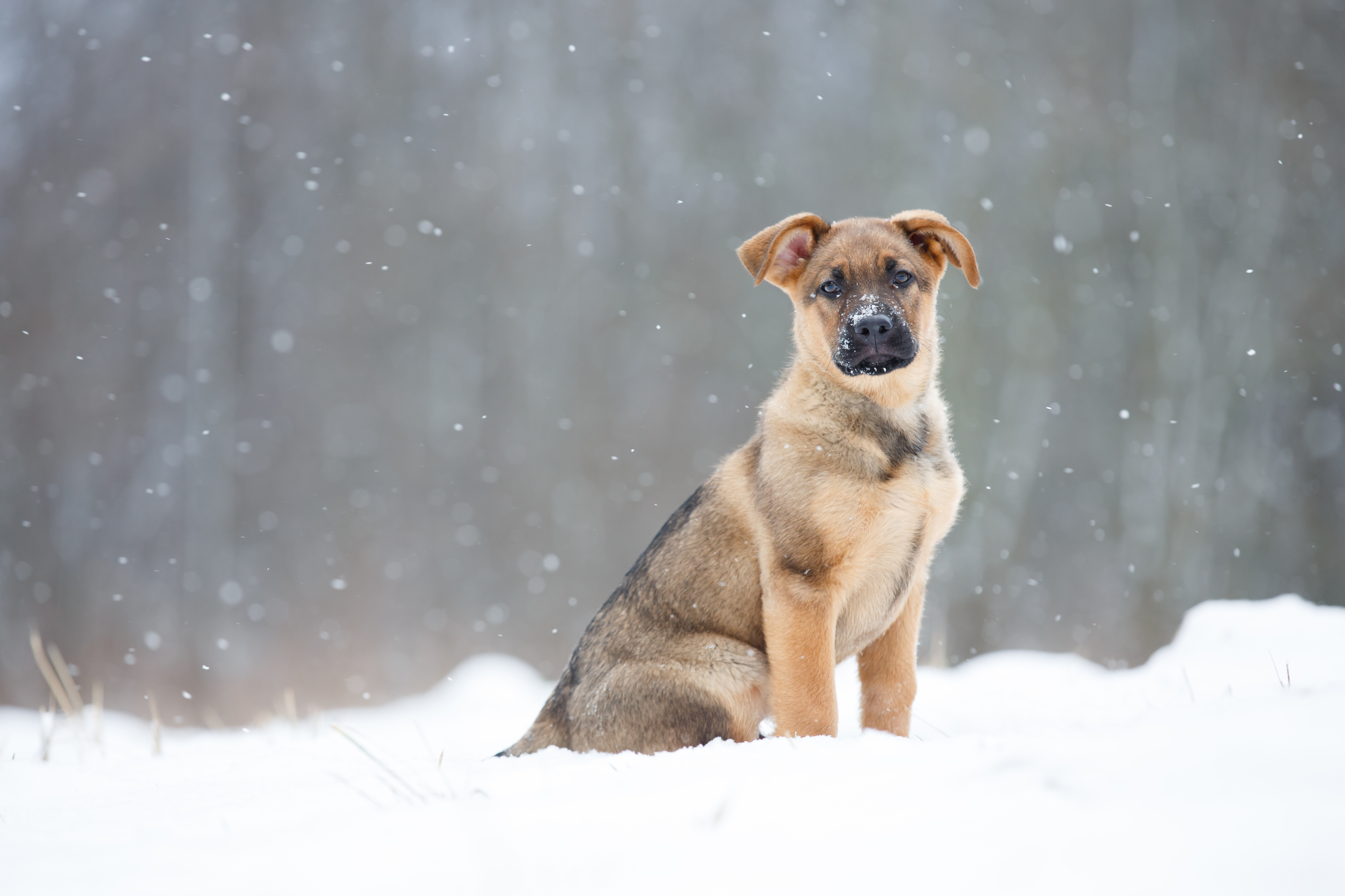 Pfotenschuhe "4 Seasons" Schutz für Hundepfoten