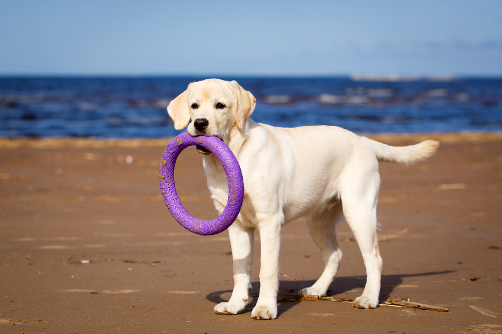 Urlaub mit Hund auf Texel 3 Tage inkl. Frühstück ab 58€