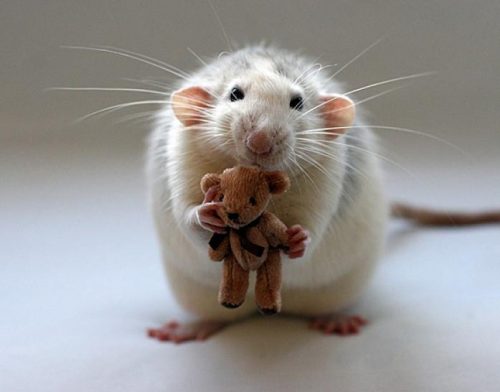 Welches Haustier passt zu mir Welches Haustier passt zu mir