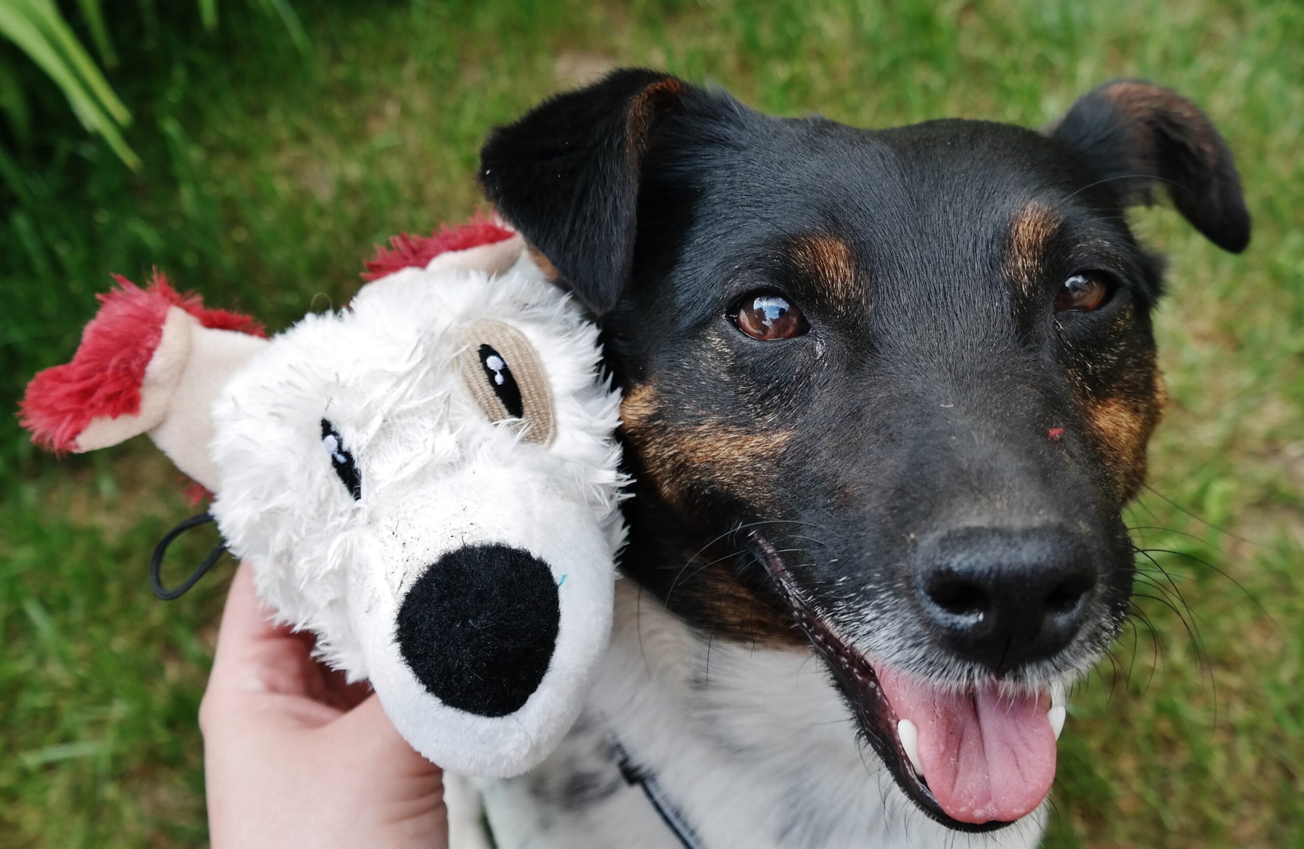 Testbericht:  Alcott Essentials Knister-Spielzeug