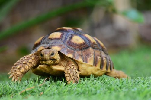 Welches Haustier passt zu mir Welches Haustier passt zu mir