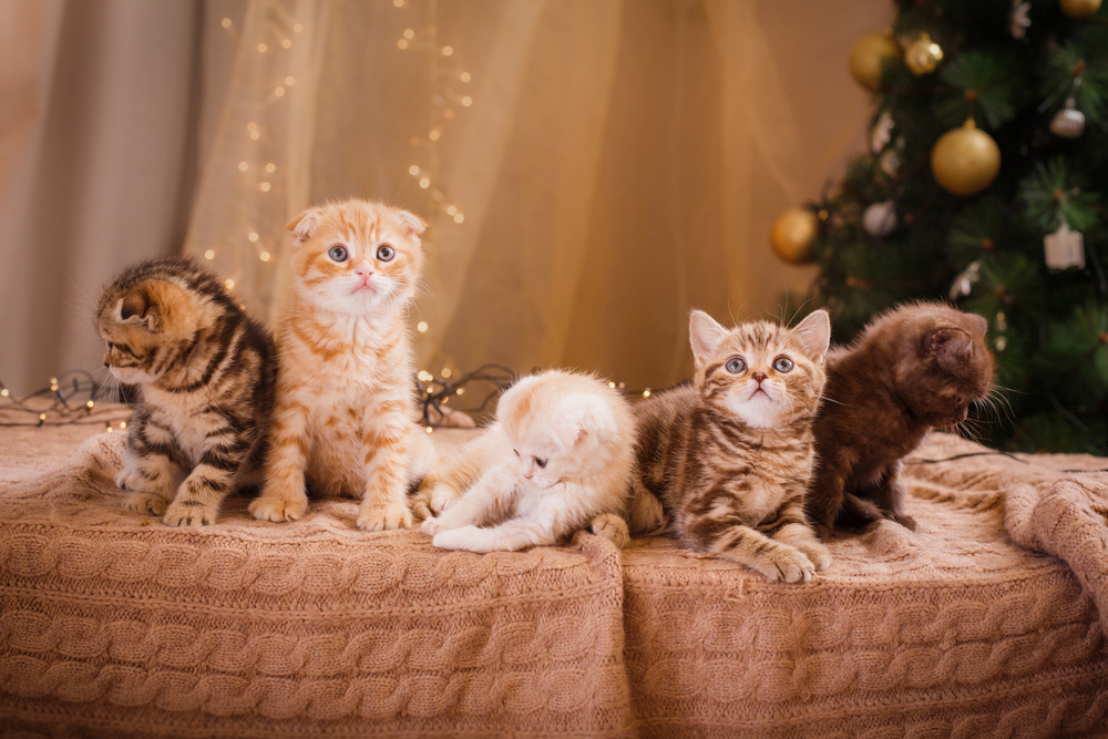 Kitten an Weihnachten