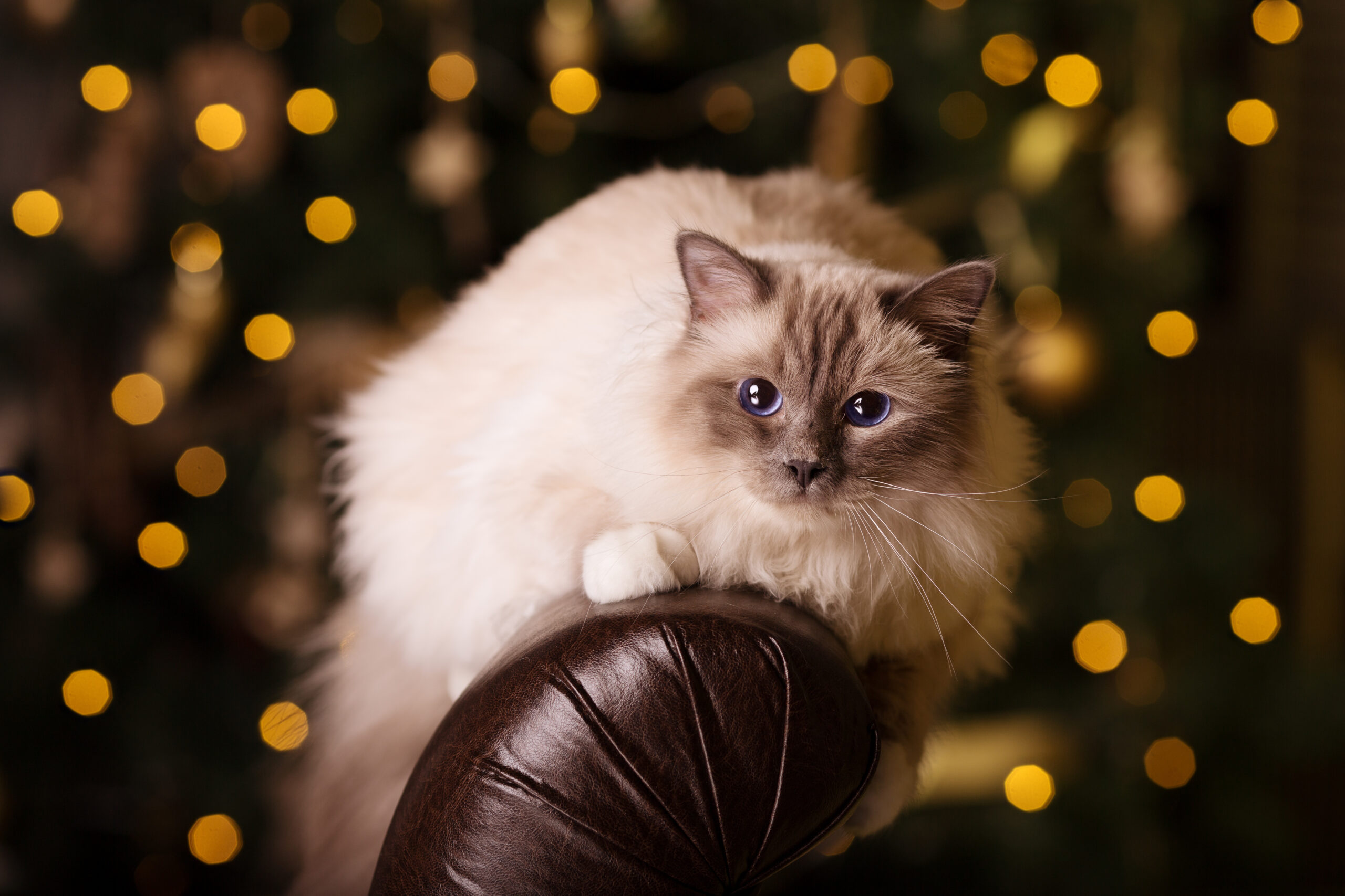 Katze an Silvester