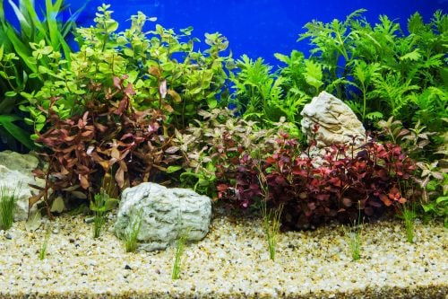 Aquascaping of the beautiful planted tropical freshwater aquarium