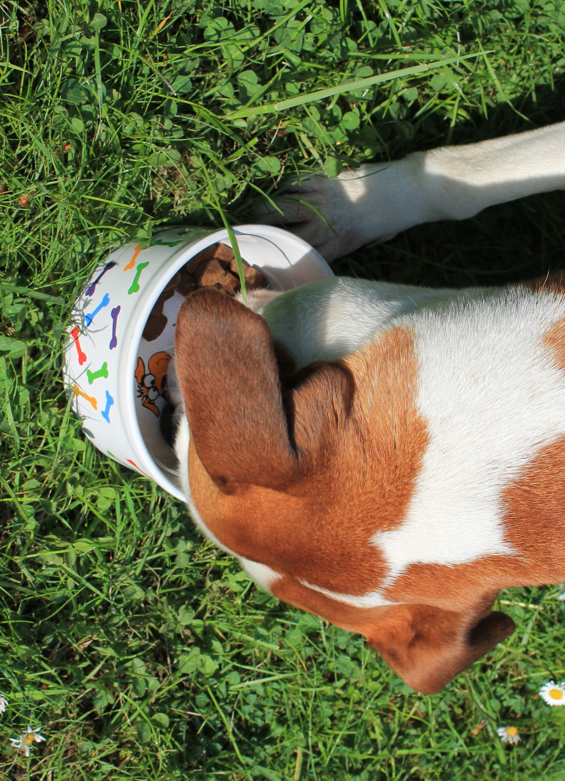 Testbericht: Platinum Iberico & Greens Trockenfutter für Hunde