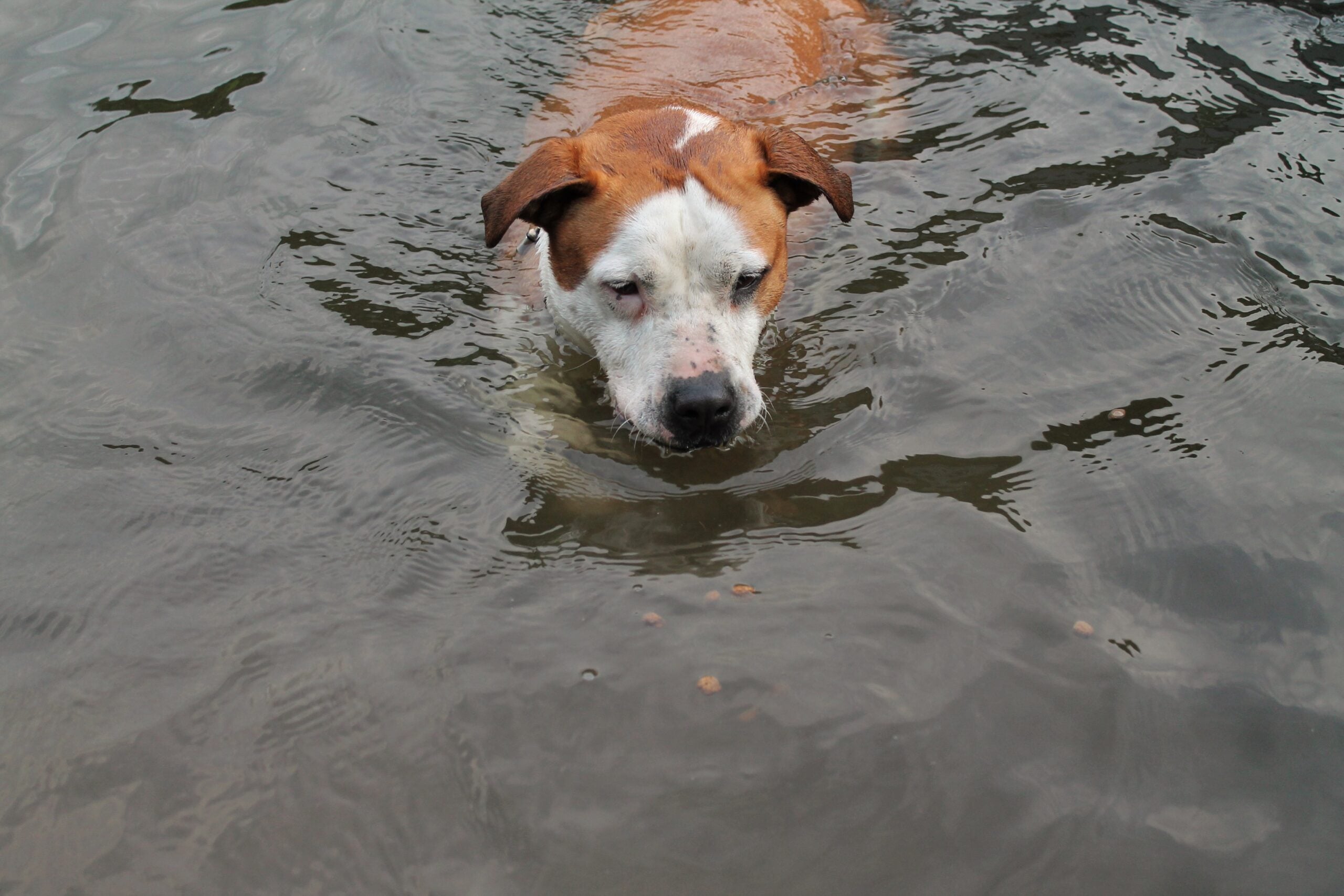 Testbericht: Natural „Wild Duck“ von Hundeland.de