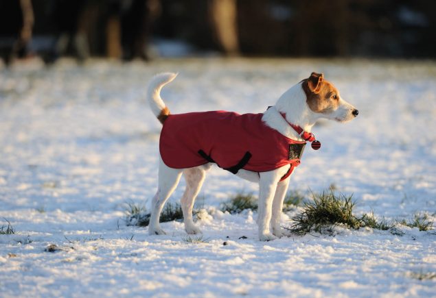 Winterspaziergang mit Hund