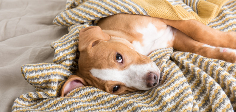 Gemütliche Hängematte für Hunde und Katzen bei fellicita!