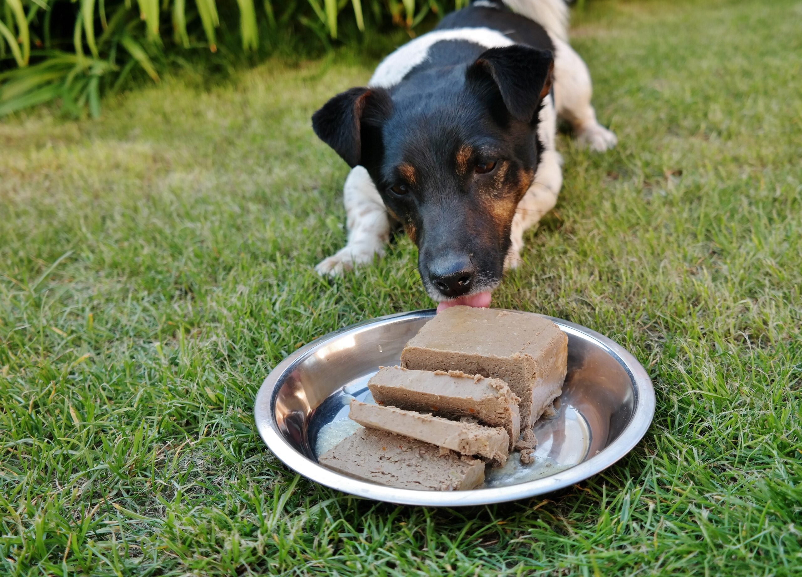 Testbericht: Platinum Nassfutter „Fish+Chicken“ und „Pure Fish“