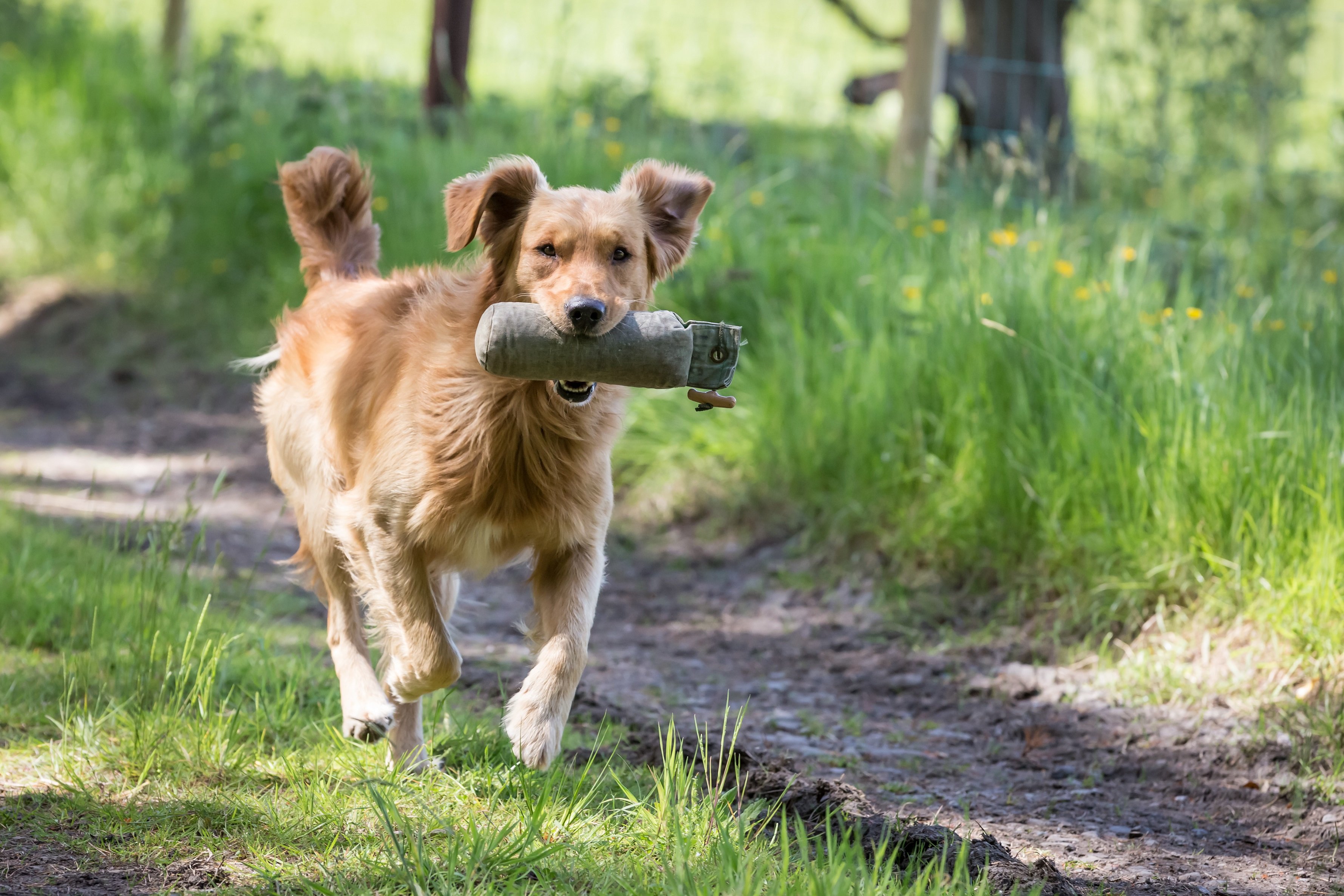 Tipps & Tricks Richtiges DummyTraining für Hunde