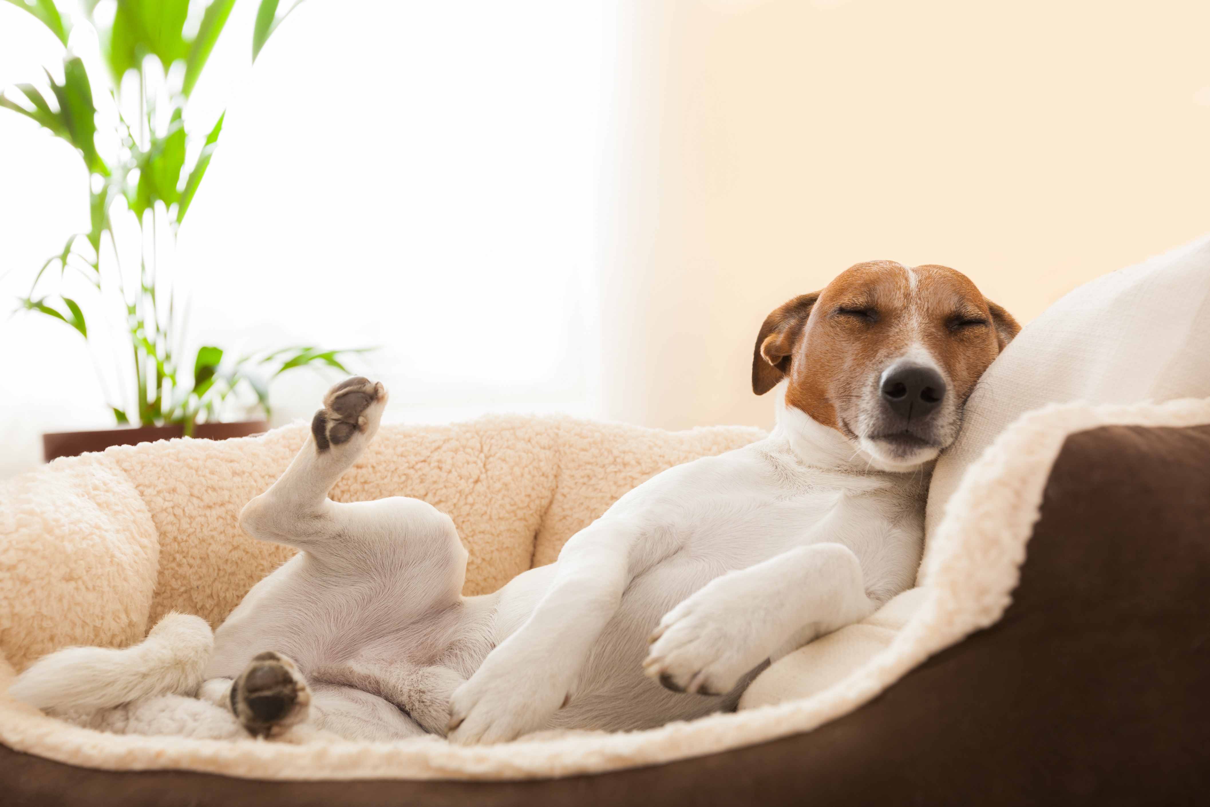 Orthopädische Hundebetten schmerzfreier Schlaf für den Hund
