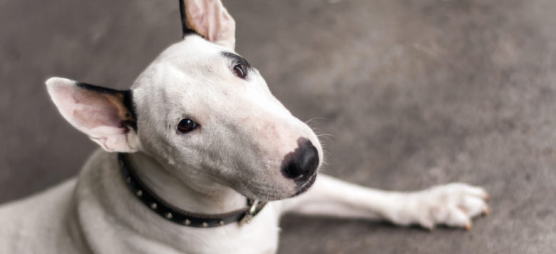 Resultado de imagen para Bull Terrier Hund Rolle auf dem Boden