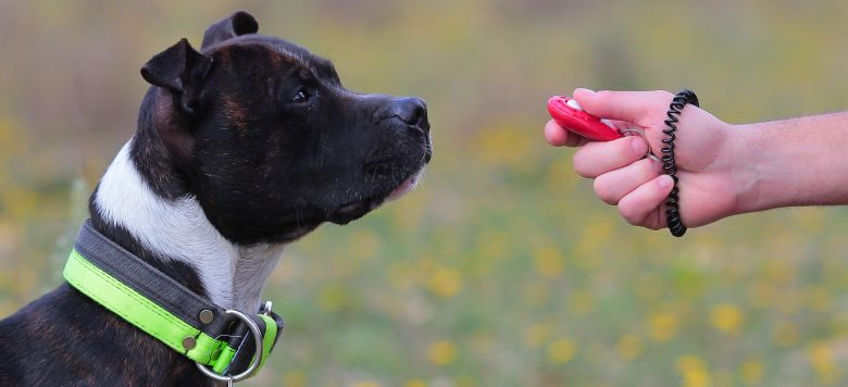 Clicker für das richtige ClickerTraining mit dem Hund