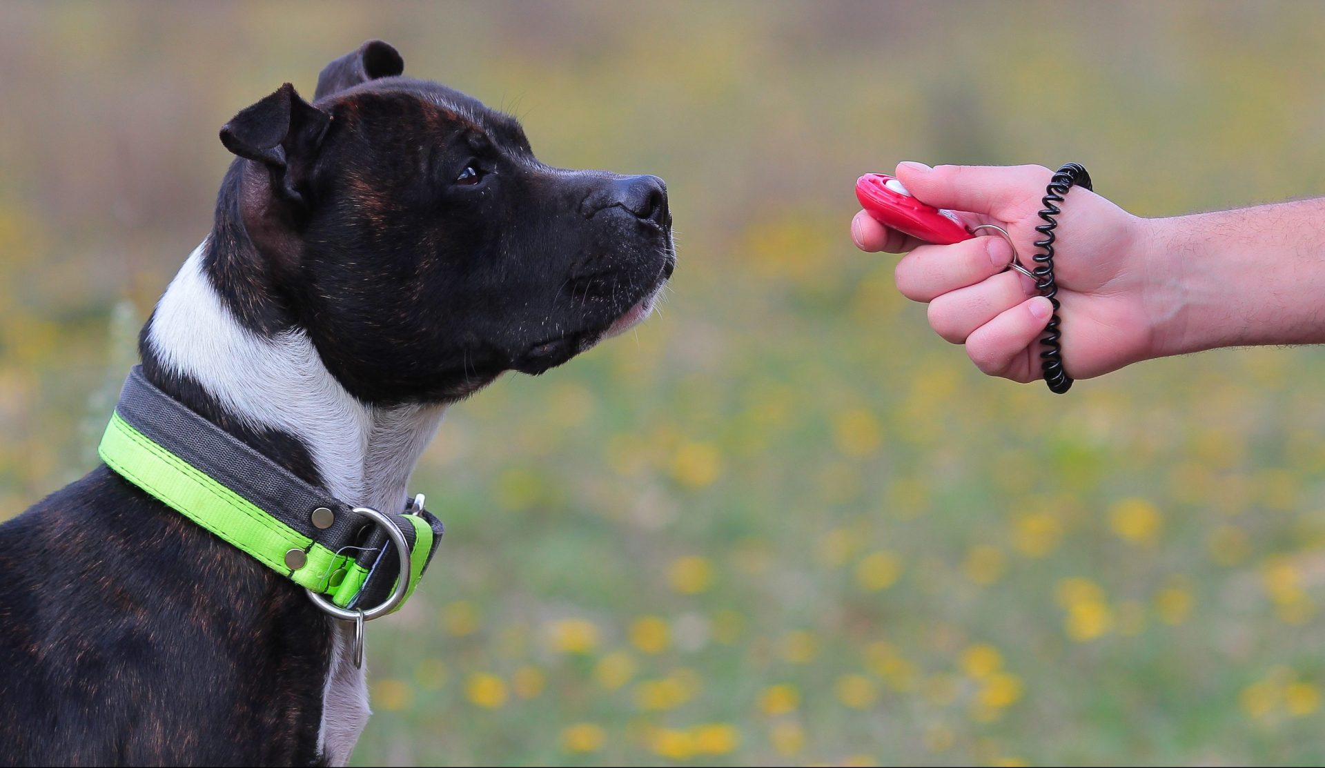 Clicker-Training