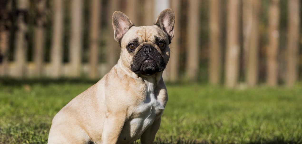 Französische Bulldogge - Charakter & Erziehung