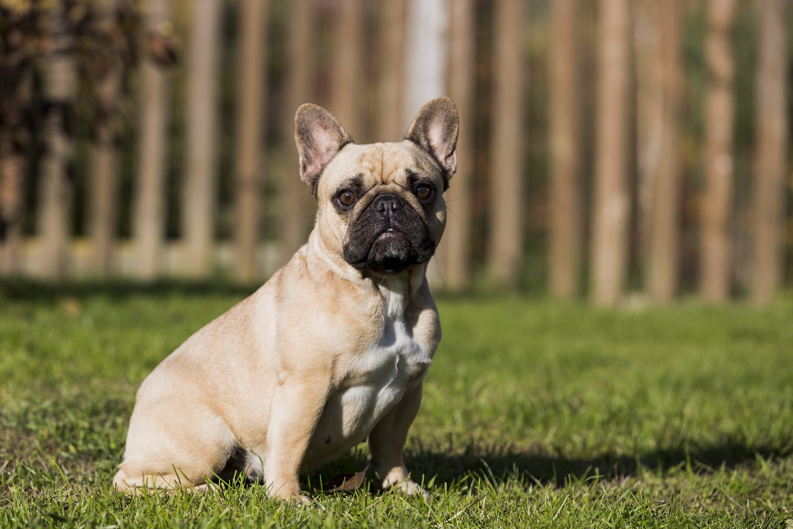 Französische Bulldogge sitz auf einer Wiese