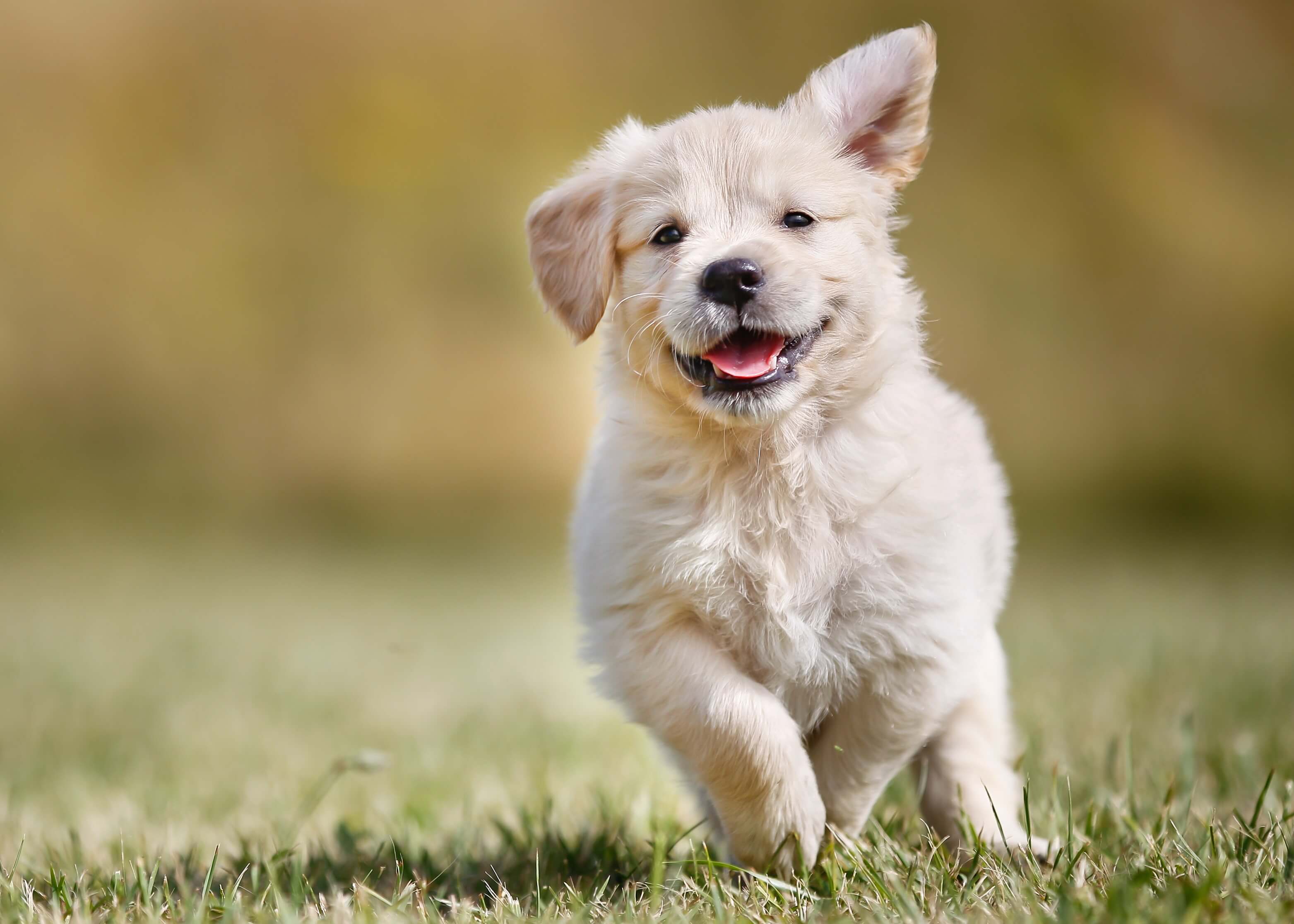 Golden Retriever Welpe Golden Retriever Welpe