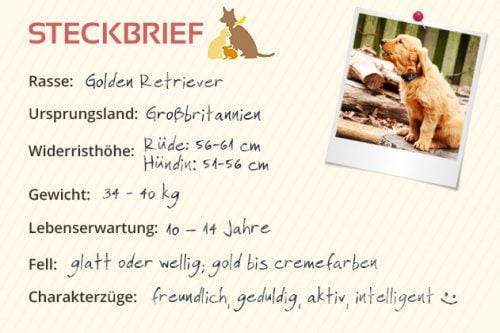 Golden Retriever Steckbrief Charakter, Wesen & Haltung
